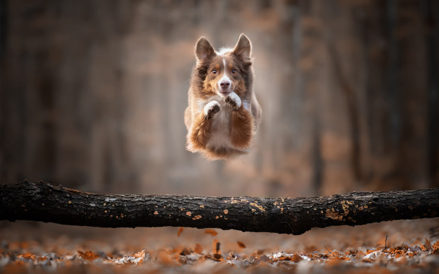 Dog jumping fallen tree stick free wallpaper - medium preview image
