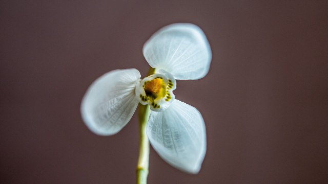 White flower yellow center macro free wallpaper - medium preview image