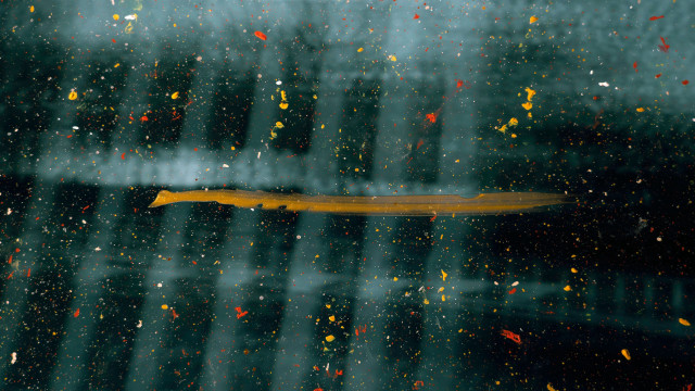 Yellow object window raindrops abstract free wallpaper - medium preview image