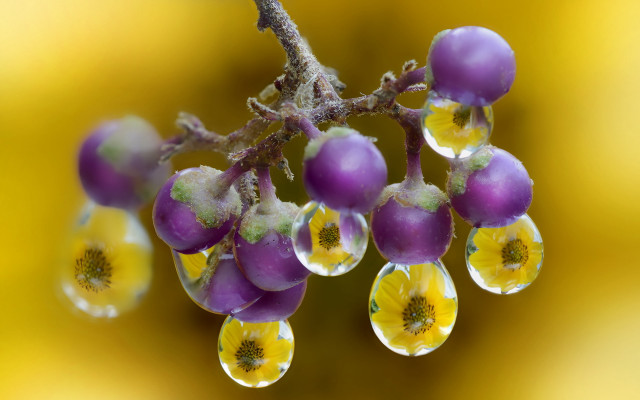 Water drops branch yellow flowers free wallpaper - medium preview image