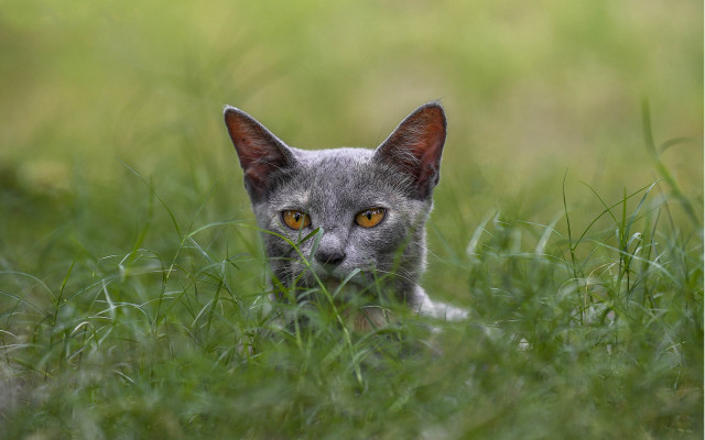 Curious cat in grass nature free wallpaper - medium preview image