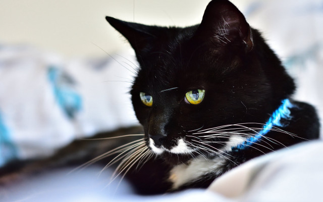 Black cat yellow eyes white #2 free wallpaper - medium preview image
