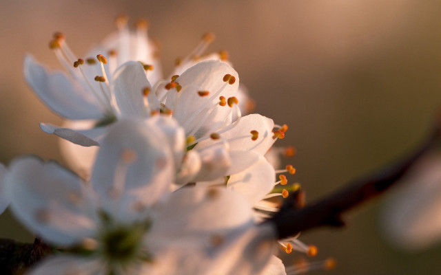 Flower branch macro bokeh blurry free wallpaper - medium preview image