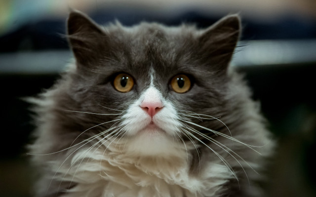 Cat whiteface browneyes camera blurrycar free wallpaper - medium preview image