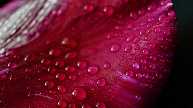Red white flower water droplets #2 free wallpaper - medium preview image