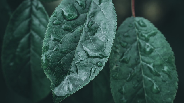 Green leaf water drops photorealism free wallpaper - medium preview image