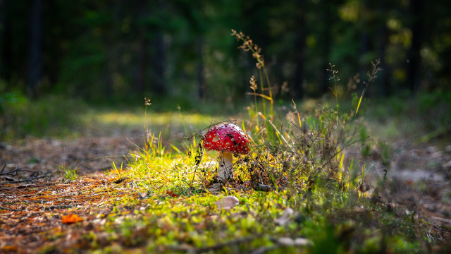 Red mushroom woods trail ecological free wallpaper - medium preview image