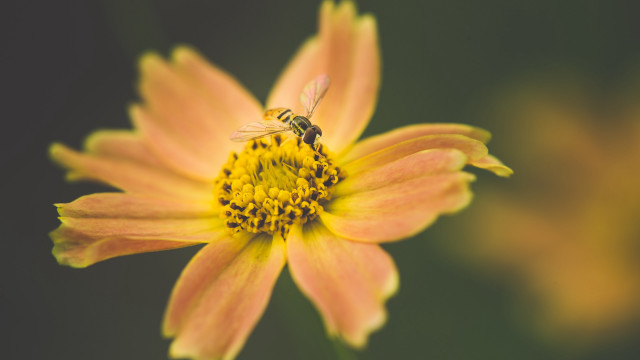 Bee flower macro blurry background free wallpaper - medium preview image