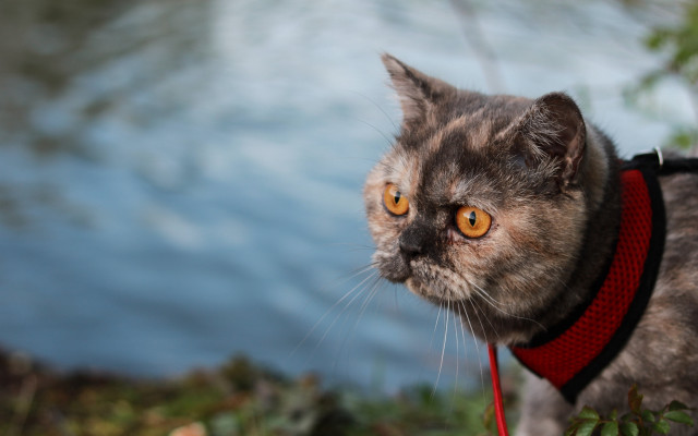 Cat red collar lake impressionism free wallpaper - medium preview image