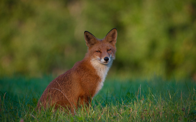 Fox smiling fox in grass free wallpaper - medium preview image