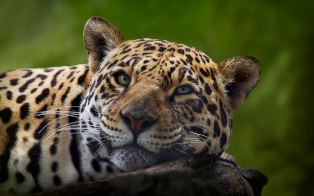 Leopard tree branch green background free wallpaper - medium preview image