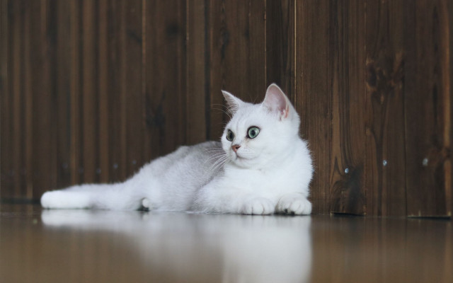 White cat floor wooden wall free wallpaper - medium preview image