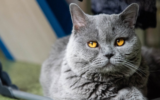 Gray cat yellow eyes sitting free wallpaper - medium preview image