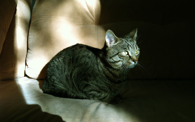 Cat couch sun shadow chiaroscuro free wallpaper - medium preview image