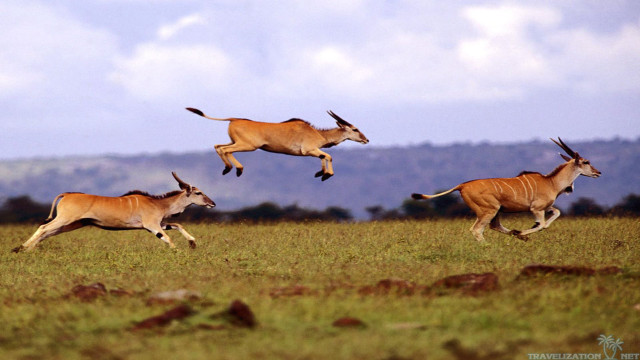Antelope running field sky clouds free wallpaper - medium preview image