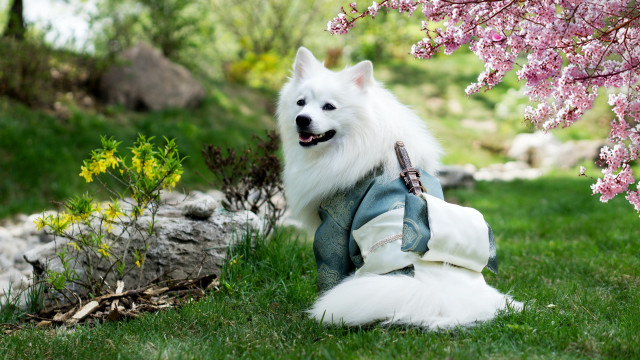 White dog grass jacket flower free wallpaper - medium preview image