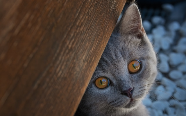 Cat peeking wooden table wide free wallpaper - medium preview image