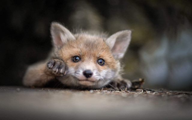 Curious fox cub blue eyes free wallpaper - medium preview image