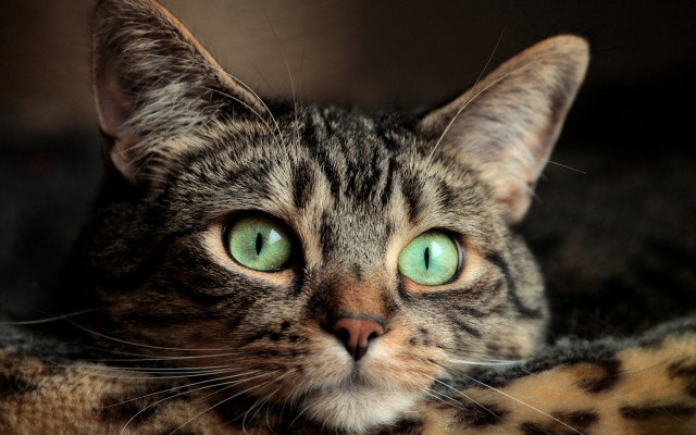 Black cat green eyes macro #5 free wallpaper - medium preview image