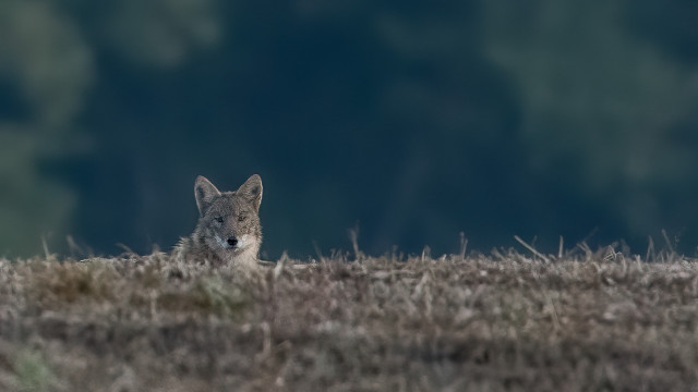 Lone wolf field blurry background free wallpaper - medium preview image