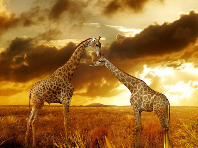 Giraffes sunset field clouds sky free wallpaper - medium preview image