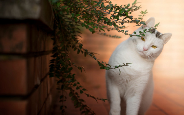 White cat plant wooden floor free wallpaper - medium preview image
