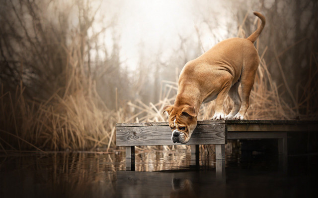 Dog dock water head down free wallpaper - medium preview image