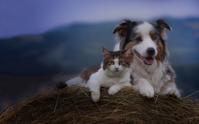 Dog cat haybale mountain shiba free wallpaper - medium preview image