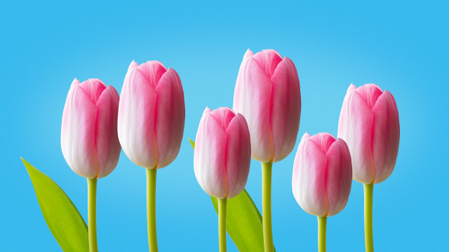 Pink flowers green stems blue free wallpaper for desktop - medium preview image