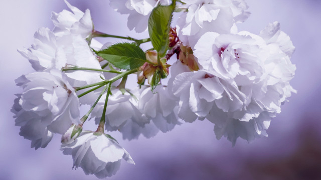 Tree branch white flowers green #5 free wallpaper - medium preview image