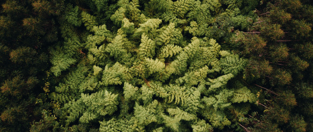 Forest view leaves trees nature free wallpaper - medium preview image