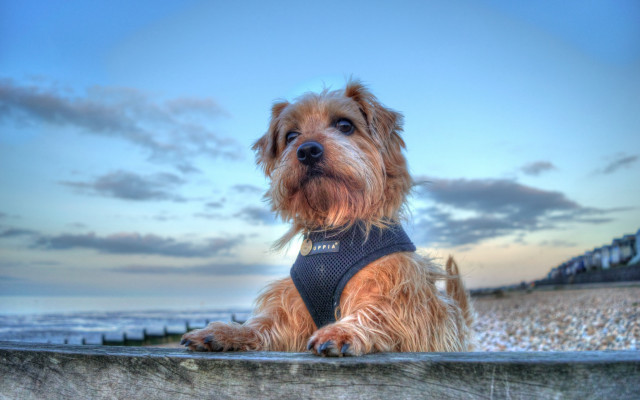 Dog harness fence ocean beach free wallpaper - medium preview image