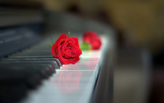 Red rose piano reflection blurry free wallpaper - medium preview image