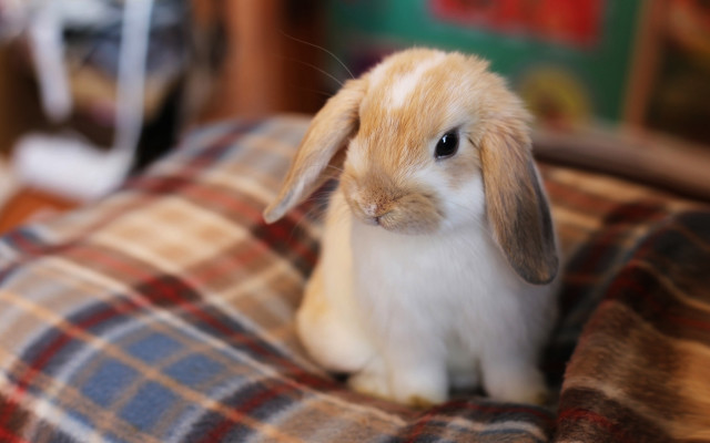 Small rabbit blanket table book free wallpaper - medium preview image