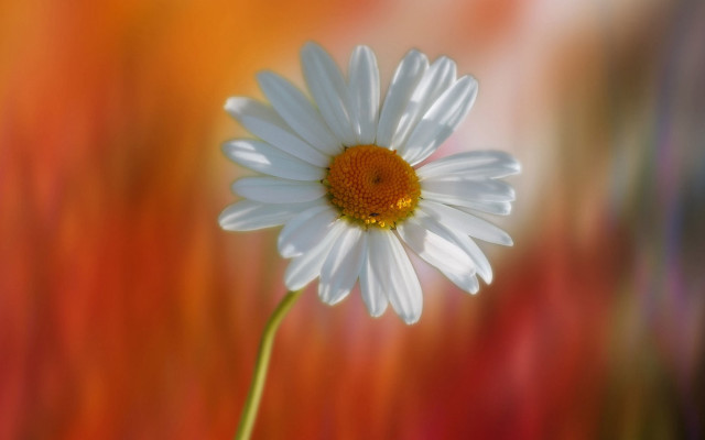 White flower yellow center blurry #2 free wallpaper - medium preview image