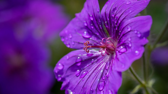 Purple flower water droplets macro #27 free wallpaper - medium preview image
