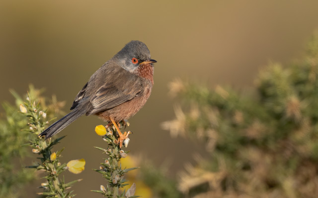 Small bird perched plant yellow free wallpaper - medium preview image