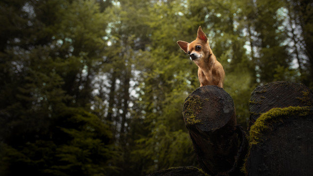 Dog rock forest mossy bush free wallpaper - medium preview image