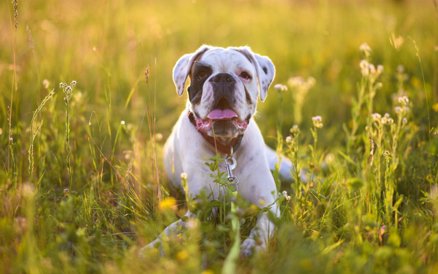 Dog tongue out field blurry free wallpaper - medium preview image