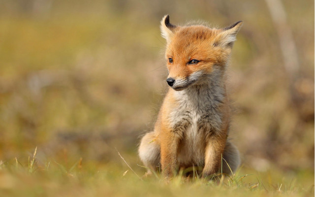 Sad fox grass field furry free wallpaper - medium preview image