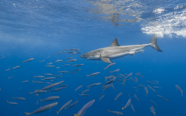 Large shark ocean fish rayonism free wallpaper - medium preview image