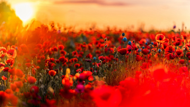 Red flowers sunset clouds fire free wallpaper - medium preview image