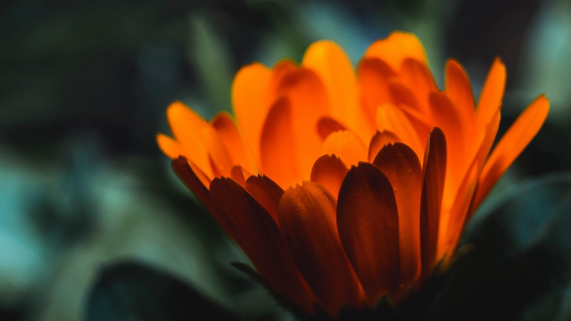 Orange flower macro blurry background #5 free wallpaper - medium preview image