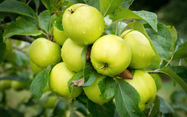 Green apples hanging leaves water free wallpaper - medium preview image