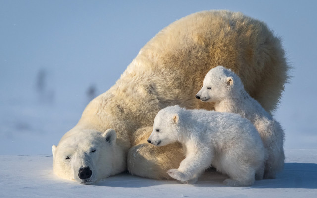 Polar bear cubs snow sky free wallpaper - medium preview image