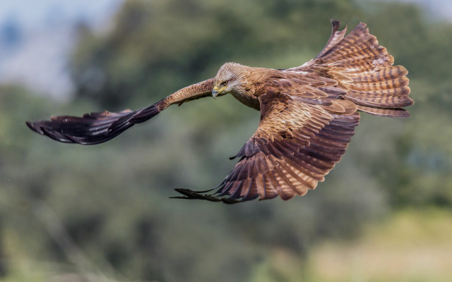 Bird flying trees clouds wildlife free wallpaper - medium preview image