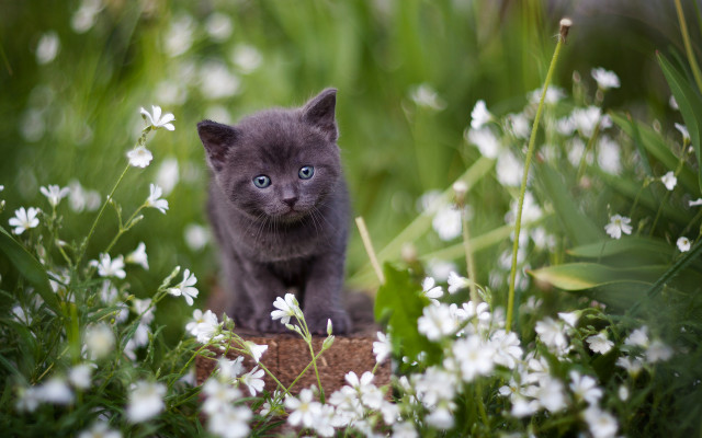 Gray kitten blue eyes flower free wallpaper - medium preview image