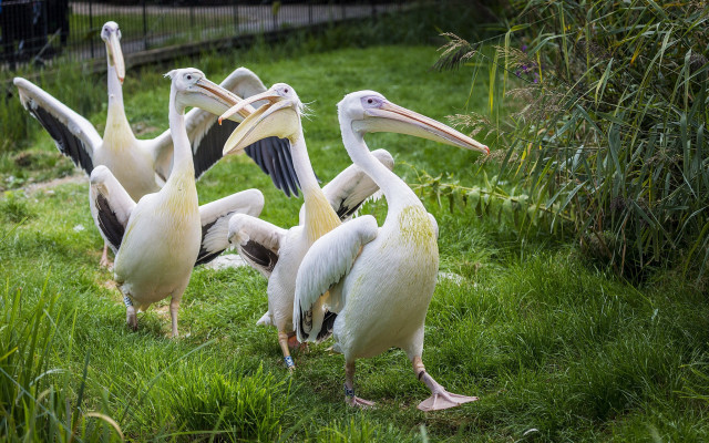 Pelicans group standing open beaks free wallpaper - medium preview image