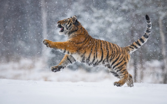 Tiger jumping snow woods artur free wallpaper - medium preview image
