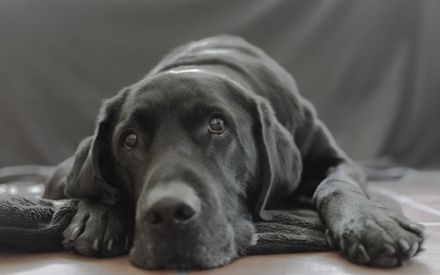 Dog couch pillow wideeyes photorealistic free wallpaper - medium preview image